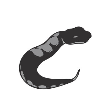 Scaleless Ball Python Animation