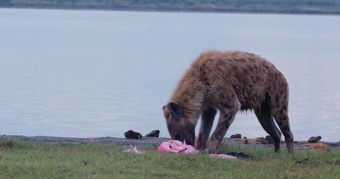 Wide of Spotted hyena (Crocuta crocuta) eating flamingo on green grass by waterbody in morning in Kenya