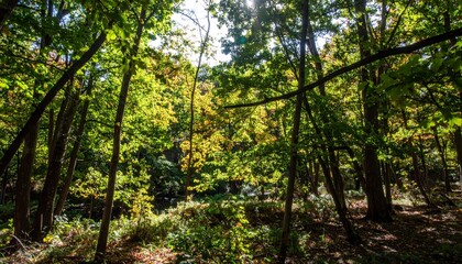 Naklejka premium 豊かな緑の木々が初秋の色を帯び始め、斜めに差し込む太陽の光が森の地面に斑模様の影を作り出しています。自然の移り変わりと静かな森の美しさを感じられる光景です。