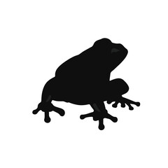 Fototapeta premium Frog Amphibian Scrotum