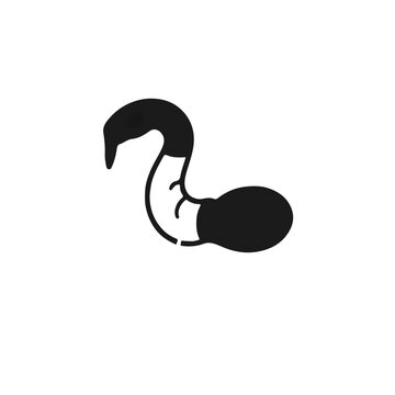 Black Superworm Animal