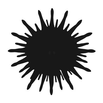 Black Sea Urchin Marine Life