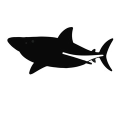 Fototapeta premium Black Reef Shark