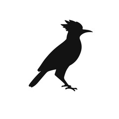 Fototapeta premium Black Redstart Bird