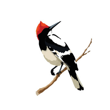 Red-Tailed Cuckoo Bumblebee