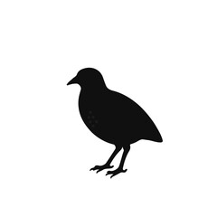Black Quail Animal