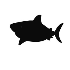 Pygmy Shark Marine Animal