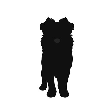 Pudelpointer Canine