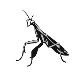 Praying Mantis Symbol