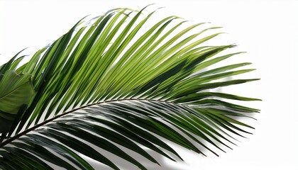 Obraz premium tropical palm leaf shadows cut out