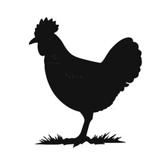 Prairie Chicken Animal