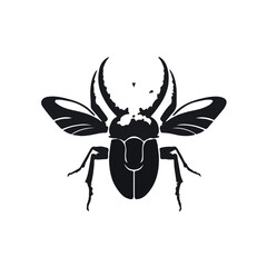 Powderpost Beetle Infestation