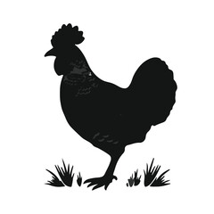 Prairie Chicken Animal