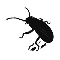Powderpost Beetle Image