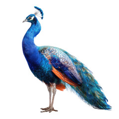 Fototapeta premium Majestic peacock standing, profile view, dark background, wildlife photography, nature poster