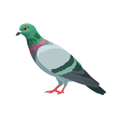 Pink-Necked Pigeon Animation