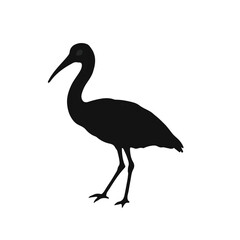 Pelagornithidae Species