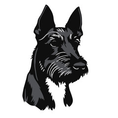 Patterdale-Terrier-Photograph