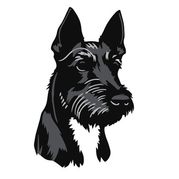 Patterdale-Terrier-Photograph