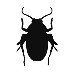 Palo Verde Beetle Image