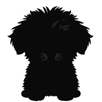 Black Poodle Pet