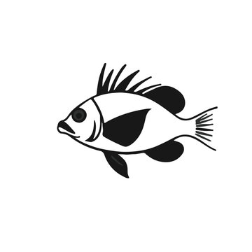 Black Pinfish Animal