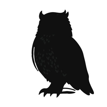 Northern Potoo