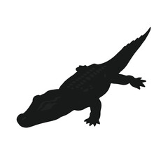 Northern-Alligator-Lizard