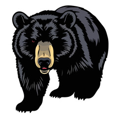 Obraz premium North American Black Bear