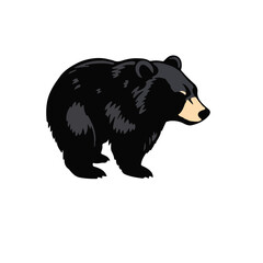 North American Black Bear illustration
