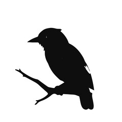 Black Nightjar Animal