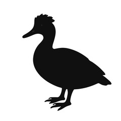 Muscovy Duck Illustration