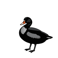 Muscovy Duck Illustration