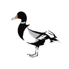 Muscovy Duck Illustration