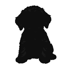 Mini Labradoodle