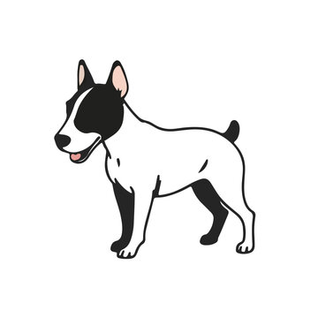Miniature Bull Terrier Portrait