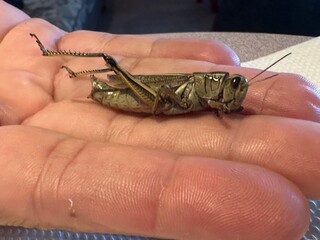 grasshopper on the hand