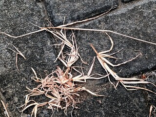 Close-up of dried grass and weeds on a textured gray stone surface