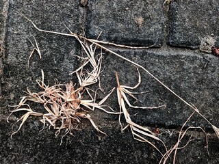Close-up of dry grass and weeds on weathered brick pavement texture