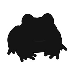 Marsh Frog Amphibian