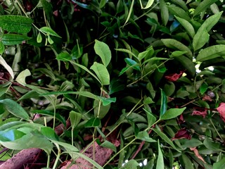 Lush Green Foliage: Close-Up View of Plant Leaves in Natural Sunlight
