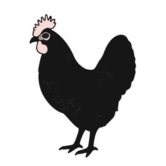 Marans Chicken Animal