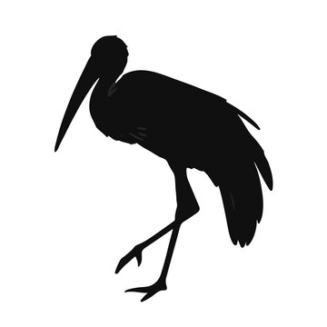 Marabou Stork