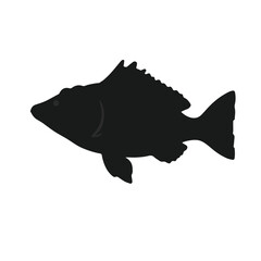 Mangrove Snapper Marine Life