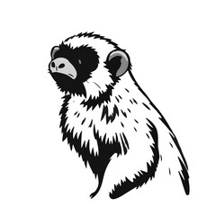 Black Marmoset Animal