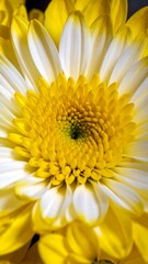 Fototapeta premium Close-up of a vibrant yellow and white flower