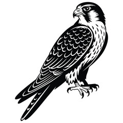 eagle on a white background