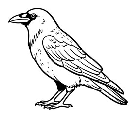 Fototapeta premium Detailed Black and White Line Art Illustration of a Standing Crow