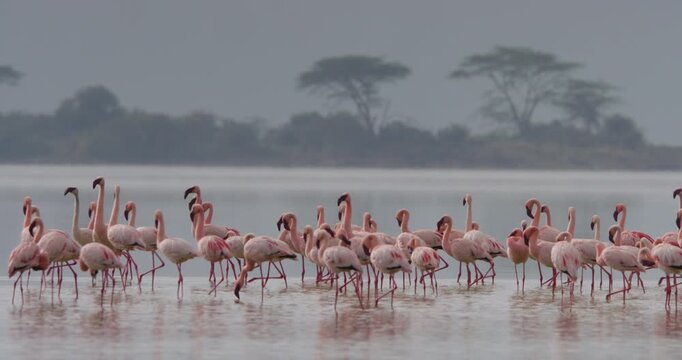 Wide of a flamboyance of Lesser Flamingos (Phoeniconaias minor) wading in misty lake at daytime in Kenya