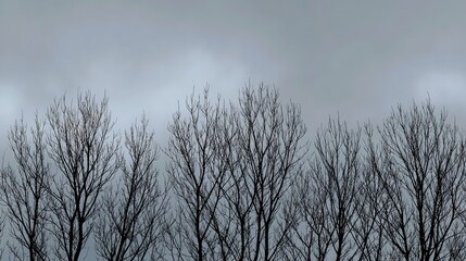 Obraz premium A row of bare trees stands against a moody gray sky, creating a stark and atmospheric landscape.